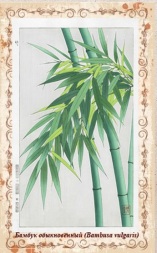 бамбук1