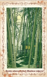 бамбук2.jpg